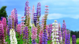 コピーバンドLupinus(ルピナス)での活動のこと
